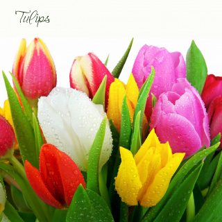 Tulipány, frézia - cena za kus min.15 kusov